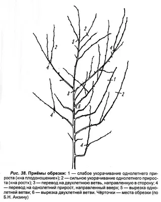 Как обрезать яблоню весной за 5 шагов — простой лайфхак с инструкцией и  схемами | Дача - это маленькая жизнь | Дзен