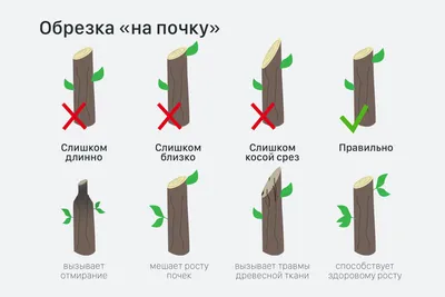 Как правильно обрезать яблоню весной - Worx Russia