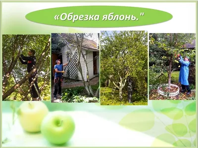 Профессиональная обрезка плодовых деревьев и кустарников