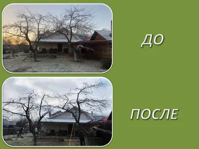 Как правильно обрезать яблоню. Когда лучше делать обрезку. Обрезка молодых  и старых яблонь. | Нурислам Хайбуллин | Дзен