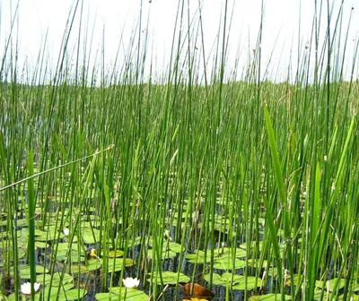 Очерет звичайний (Phragmites australis)