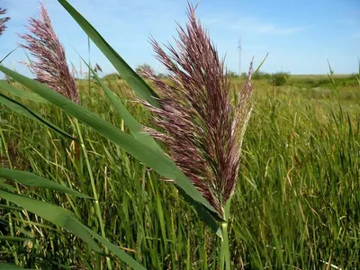 Очерет звичайний Варієгатус (Variegatus) купити в Києві, ціна - Greensad