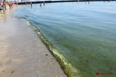 Черное море в Одессе позеленело | Новости Приднестровья