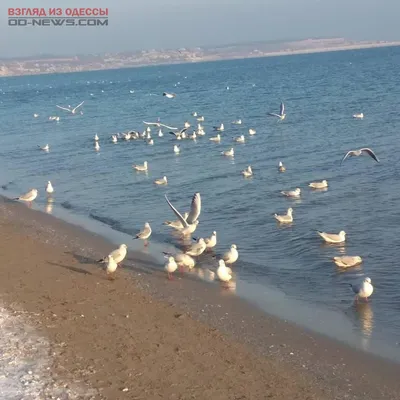 Одесса. Море на жестком карантине: безлюдные пляжи и новые МАФы: фото |  Новости Украины | LIGA.net