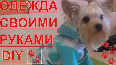 Вязаная одежда для собак🐶 on Instagram: “Пух норки, красивые оттенки. Эти  свитера в наличии, по стоимости и размеру м… | Одежда для собак, Свитер для  собак, Собаки