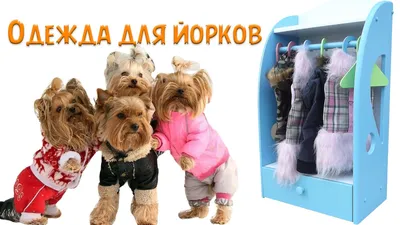 Породы собак, которым нужна зимняя одежда
