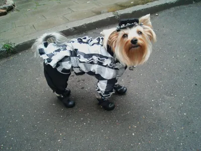 Фото: Йоркширский терьер, Лео - Димон-Камон, одежда для собак