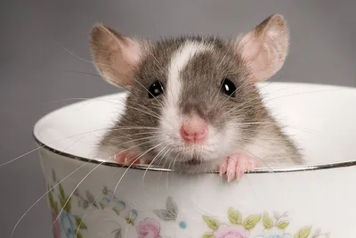 Чем кормить домашних крыс? - Зоомагазин MasterZoo