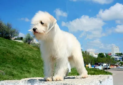 белизна Odis собаки Breed малая Стоковое Фото - изображение насчитывающей  мало, любимчик: 6889610