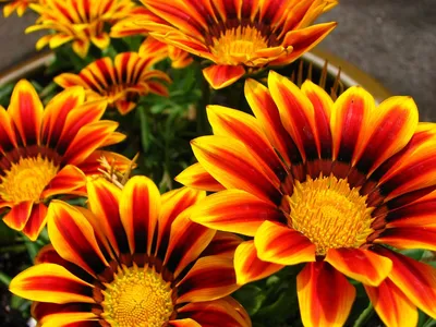 10 самых надёжных однолетних цветов для вашего сада. Описание и фото —  Ботаничка