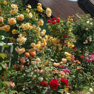 Создание розария своими руками: выбор сортов роз и уход за ними | блог  интернет - магазина АртФлора