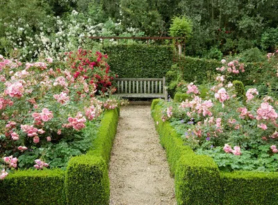 Розы в ландшафтном дизайне сада и дачного участка - оформление и уход