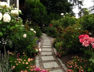 Обустройство розария - поэтапные советы профессиональных садоводов