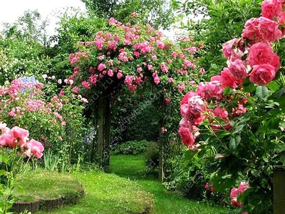 ХИТ-ПАРАД Парковых роз для оформления идеального розария! продолжение... |  Ксения Rosebushes | Дзен