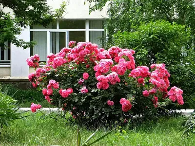 Дивный сад - 🌷С какими растениями сочетаются розы🌷 Правильное соседство  розы с другими растениями не только может украсить и разнообразить данный  цветок, но и защитят её от болезней и вредителей. При оформлении