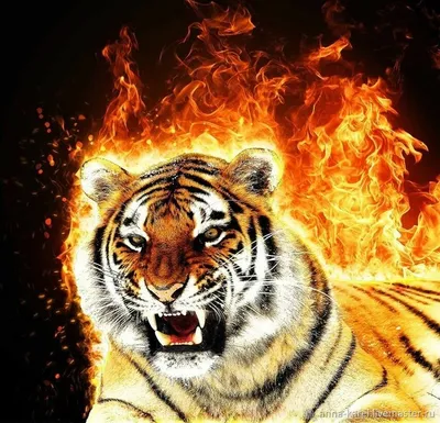 Огненный тигр фото фото