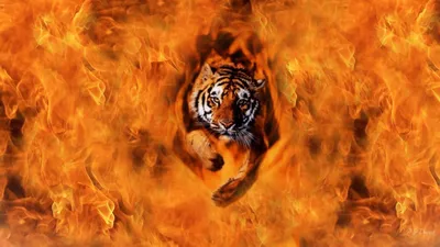 Онлайн пазл «Огненный тигр»