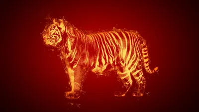 Огненный тигр | Премиум Фото