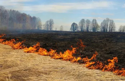 Поверхностный огонь травы в лесе Стоковое Изображение - изображение  насчитывающей опасность, повреждение: 86161941