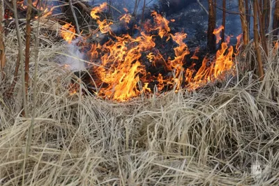 Опасность возгорания сухой травы!