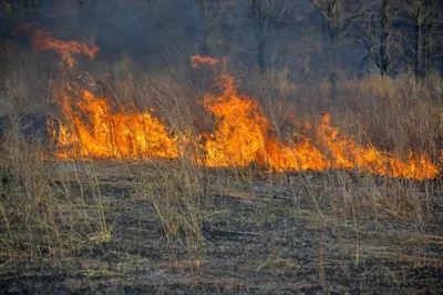 Пал сухой травы: опасность и ответственность | Официальный сайт Новосибирска