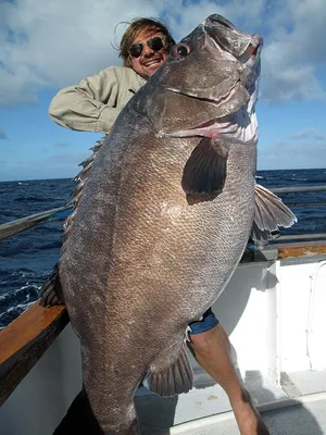 Огромная рыба — посты на Fishki