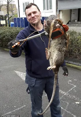 Огромная крыса, 1.2 метра, 11 кг, была обнаружена в одном из районов  Лондона | Пикабу