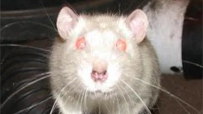 Халл: британский город атаковали огромные крысы - последние новости мир -  фото | Обозреватель 5 мая