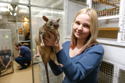 В Британии пенсионер поймал гигантскую полуметровую крысу - Газета.Ru |  Новости