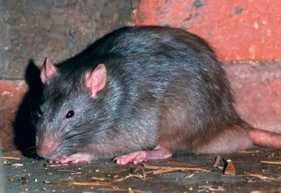 Огромная крыса ввергла ростовчан в шок и заставила содрогнуться от  отвращения