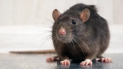 Огромная крыса, копается в голове, …» — создано в Шедевруме