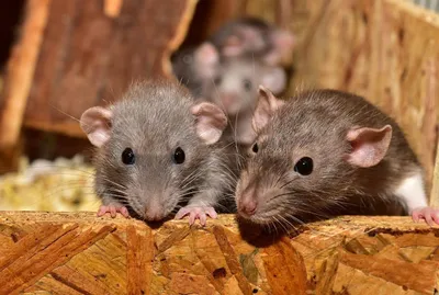Гамбийские хомяковые крысы как домашние любимцы: фото, видео