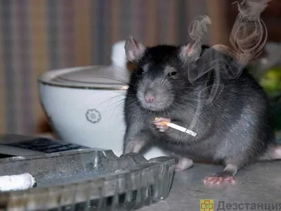 Гамбийская крыса: Огромные крысы-ищейки. Используются для поиска боевых мин  и туберкулеза. Справляются лучше собак! | Книга животных | Дзен