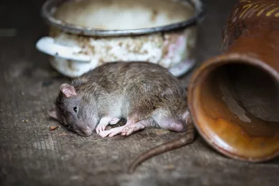 Самая большая крыса в мире - Рамблер/новости