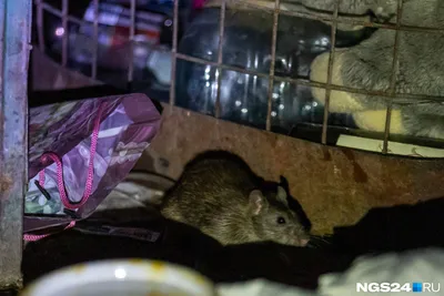 Огромные крысы пугают жителей новостроек в Актобе