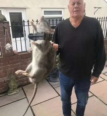Жители Стокгольма поймали в доме гигантскую крысу | Пикабу