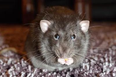 Гигантские крысы и пожирающие пластик термиты: как человек может повлиять  на эволюцию | Вокруг Света
