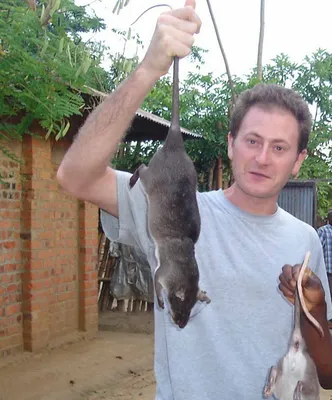 В Папуа-Новой Гвинее обнаружены огромные крысы - Delfi RU