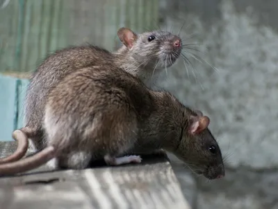Крыса — Животные Краснодарского края