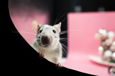 Глупые и с клыками: ученые нашли останки древних крыс размером с человека |  УНИАН