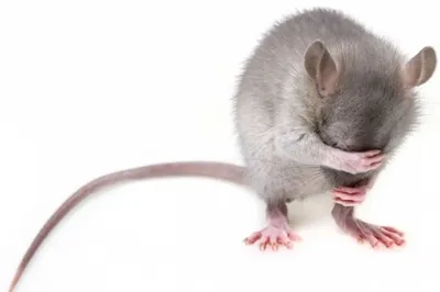 Огромные отвратительные жуткие крысы …» — создано в Шедевруме