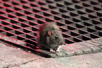 Размером с кошку»: город атаковали гигантские крысы - Страсти