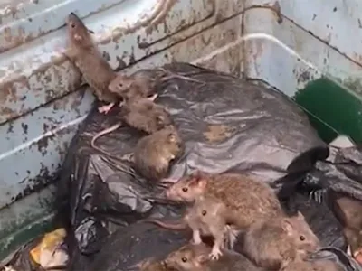 Город в Великобритании заполонили крысы размером с кошку - Газета.Ru |  Новости