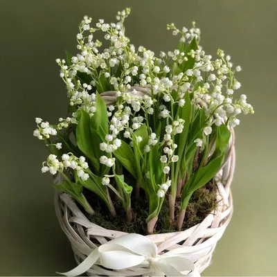 Премиальные букеты ландышей – купить цветы с доставкой в Москве • Leto  Flowers