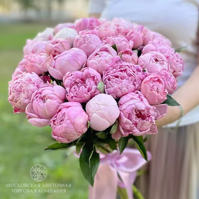 Gorgeous and Delicate Bouquet of 51 Peonies