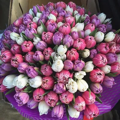 Букет из 101 белого тюльпана купить с доставкой по Краснодару