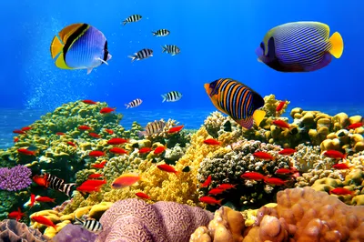 Скачать обои и картинки рыбы, кораллы, морское дно, океан, вода для  рабочего стола в разрешении 4288x2848