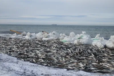 Ученые нашли доказательства, что на месте Саратовской области водились  морские рыбы