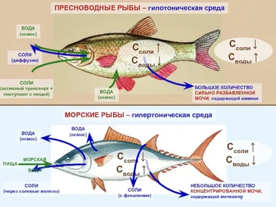 Удивительный подводный мир,,коралловые…» — создано в Шедевруме