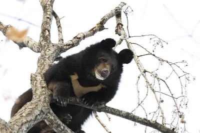 Охота на гималайского медведя – гарантия благополучия вида — Охота и  охотничье хозяйство
